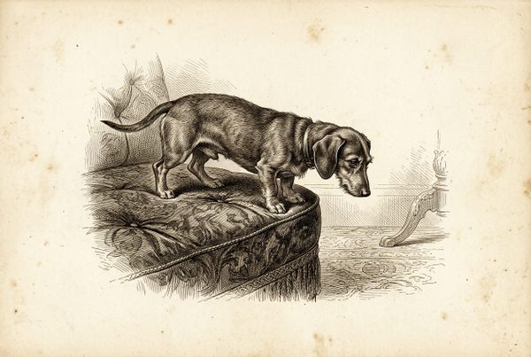 8 Early Signs Your Doxie's Back Is Bothering Them