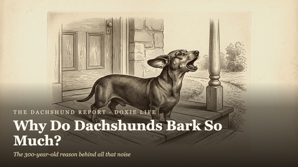 Why Do Dachshunds Bark So Much? (It's Not What You Think)