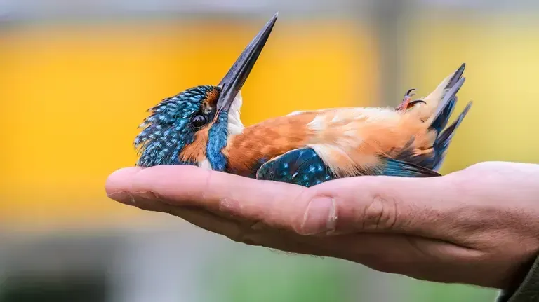 Animals Can Learn What Death Is. But They Will Understand It Differently From Us