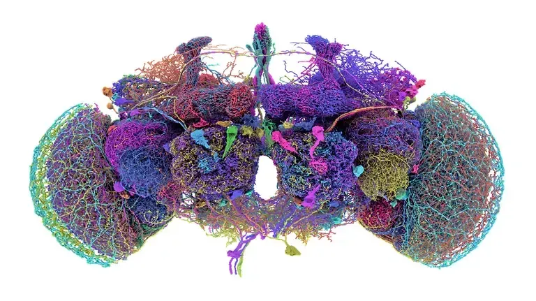 First of Its Kind: The Fruit Fly Connectome Has Been Mapped