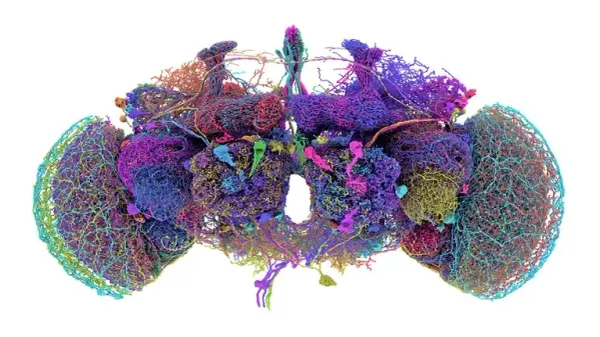 First of Its Kind: The Fruit Fly Connectome Has Been Mapped