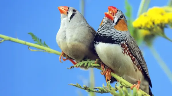 What Are Birds Singing About? They Say More Than We Thought