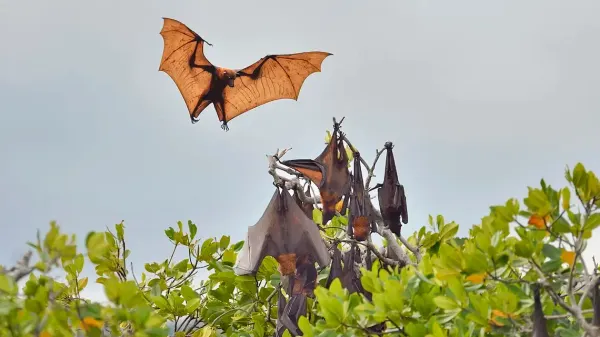 The Secret Life Of Bats. Species From Three Continents Have Made Their Home In Israeli Bunkers