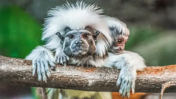 If Humans Descended From Apes, Then Where Did Apes Come From?