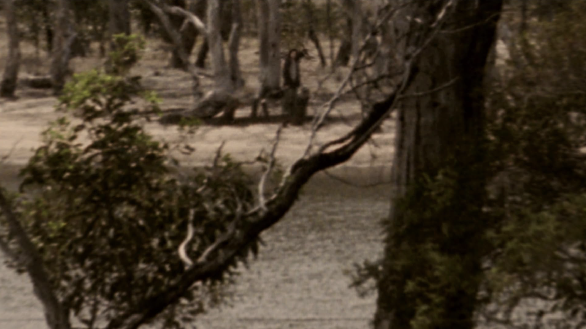 Grainy image of a woman in the distance behind branches of trees.
