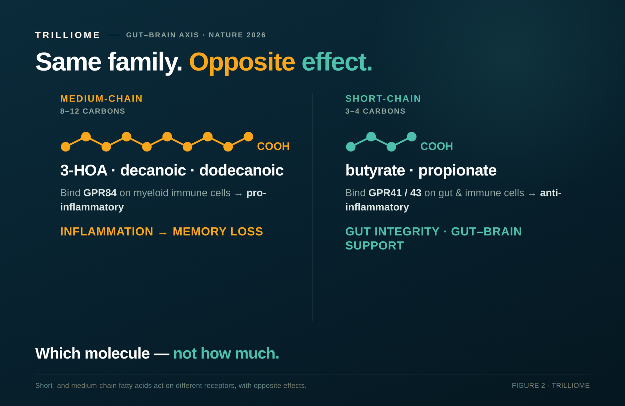 Medium-chain versus short-chain fatty acids: same family, different receptor, opposite effect.