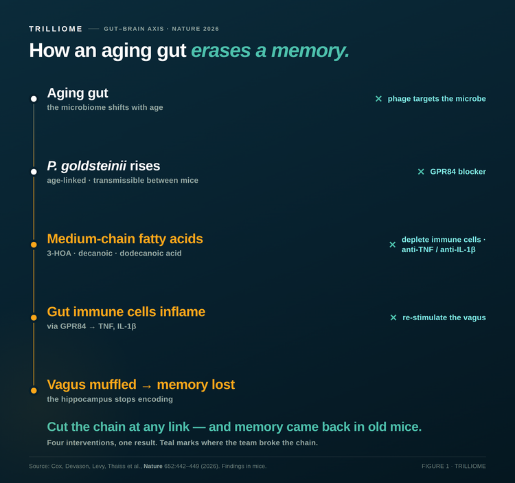 A remote control for memory, hidden in the gut