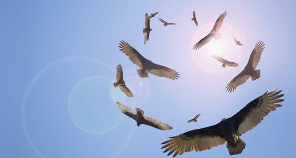What The Vulture Teaches…
