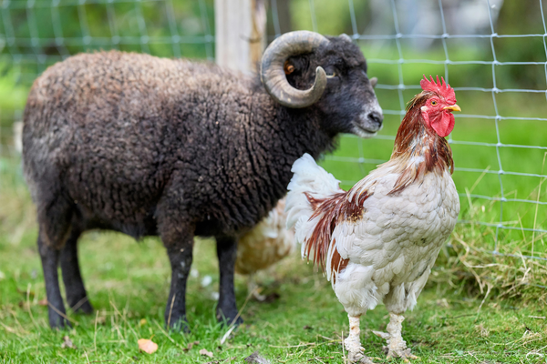 Back to Nature: Seeing Animals for What They Are