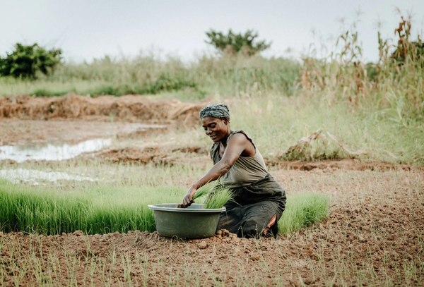 The Farm and its teachings on Patience and Tolerance(Suru)