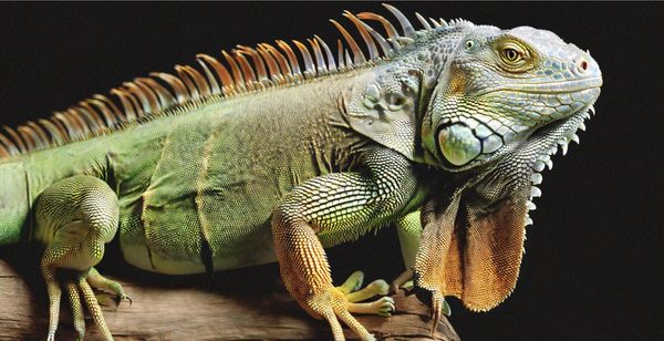 Amazon Releases Titan Image Generator v2 with Enhanced Creative Controls