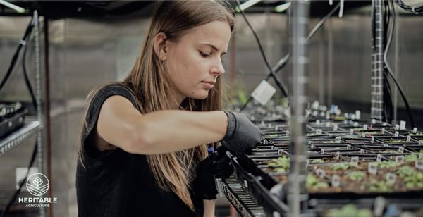 Google X Spins Off Heritable Agriculture to Transform Crop Development Using AI