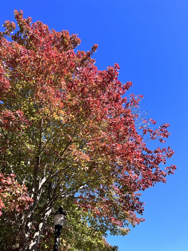 The Crescendo of Fall