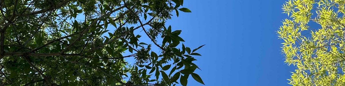 Tree sounds