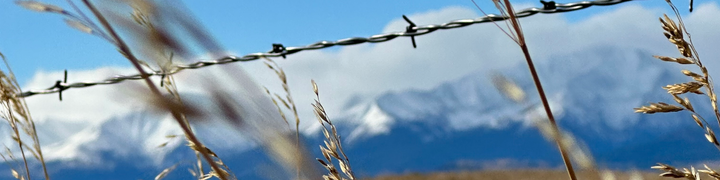 Grass with barbed wire fence and snowcapped mountains in the background