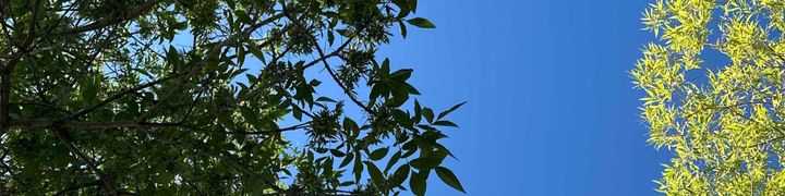 Dark green leaves and bright yellow leaves stand in contrast to the rich blue sky.