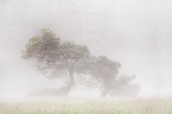 Discerning the Real: A Path of Living Cognition I