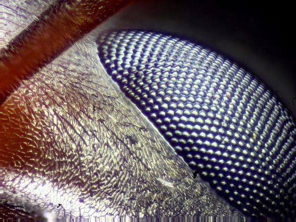 Re-framing the Microscope & the Inferences:
