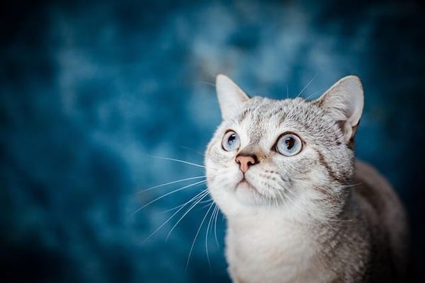 Pets: The Inversion of Care