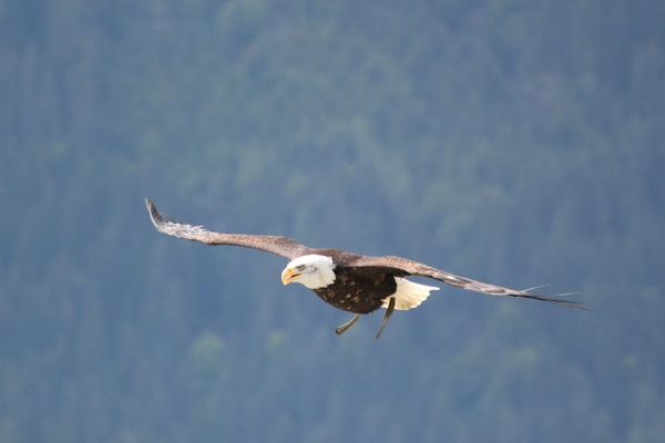 1. The Eagle: Light and the Nerve–Sense System
