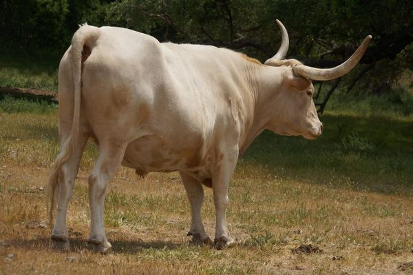 3. The Bull: Substance and the Metabolic–Limb System