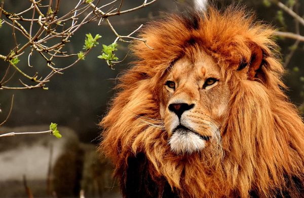 2. The Lion: Warmth and the Rhythmic System