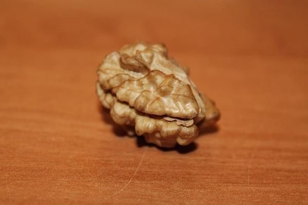 The Threefold Brain Summary: Light, Warmth, and Will in the Human Head