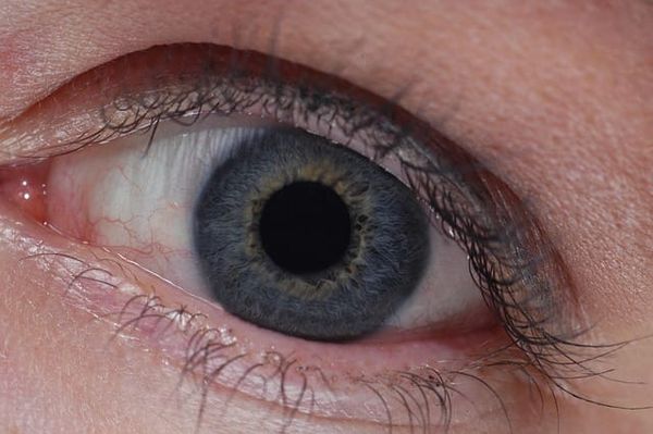 In Defense of the Body: Trust, Perception, and the Reality of the World