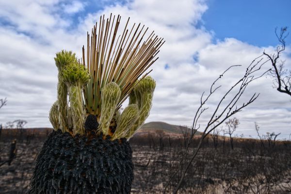 Regenerating Dry Landscapes