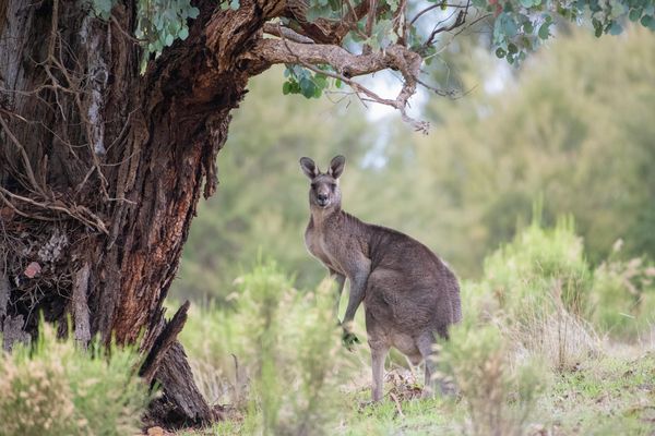 The Birth of the "I": a Third Way, and Australia between Orient and Occident (3)