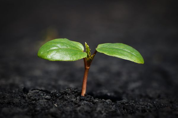 The Blind Spot of Mainstream Botany
