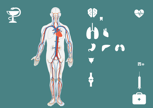 The Kidney and Liver as Spiritual-Soul Organs