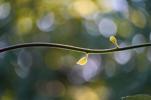 The Etheric Realm I