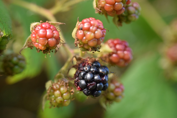 Wild Berry Prisms
