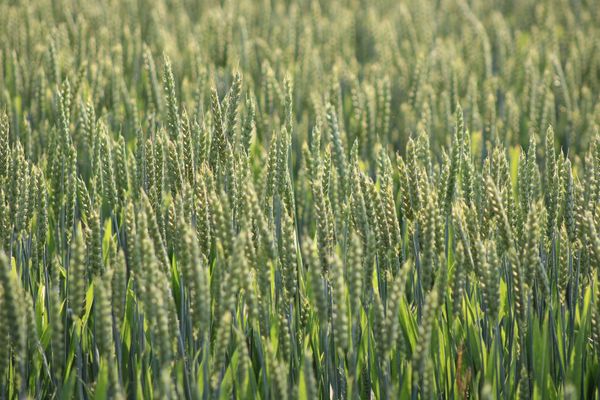 The Green Revolution and The Capital-Intensive Trap