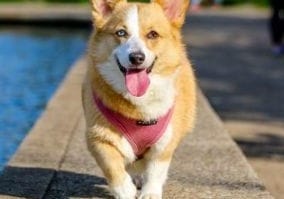 ‘반려동물 등록은 필수!’… 미등록, 100만 원 이하 과태료