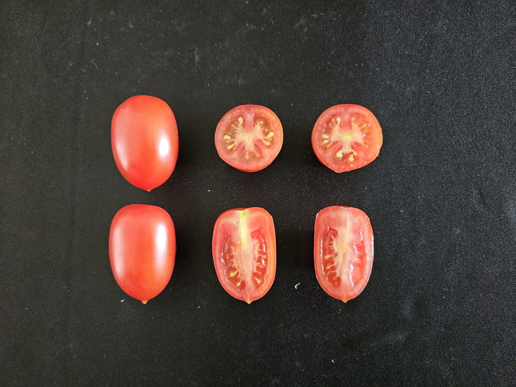 대추형방울토마토 신품종 ‘엄청나’ 출원