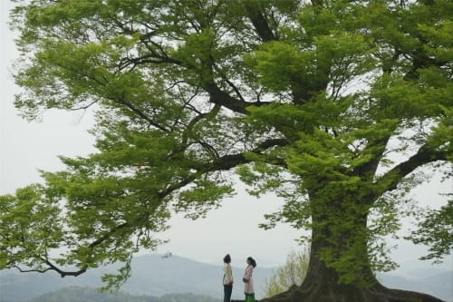 부여군, 일본에서 일어나는 제2의 한류 붐