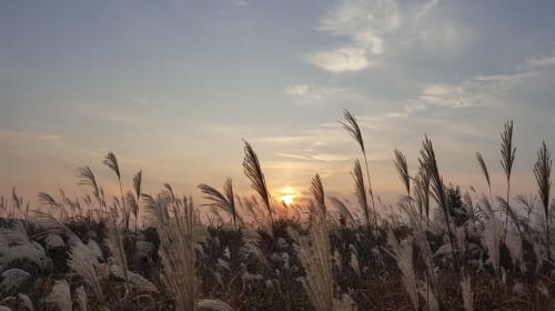 부여 백마강변 은빛 억새 향연 속 가을여행
