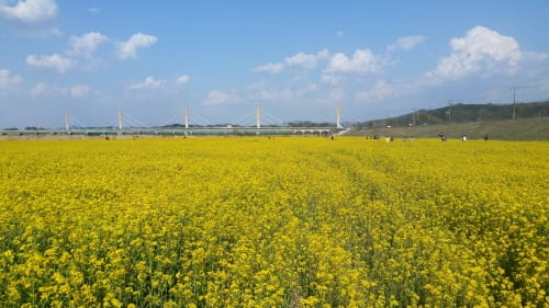 세종시 연동면, 12~13일 유채꽃 축제