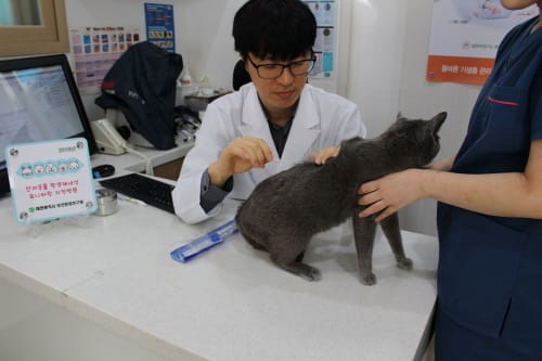 대전보건환경硏, 반려동물 항생제 내성균 검사 강화