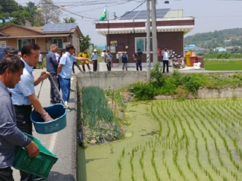 세종시 친환경농법 왕우렁이 보급