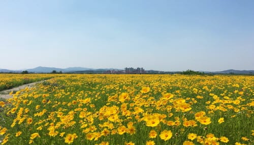 부여 백마강 둔치 황금빛 금계국 ‘활짝’