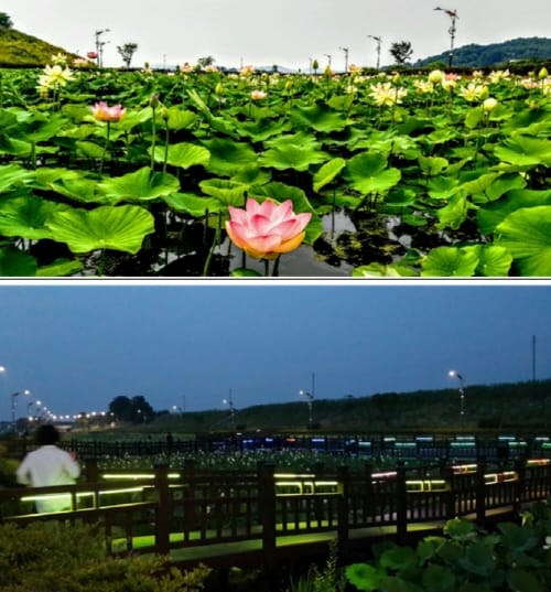 세종시, 조치원 연꽃축제