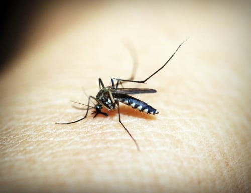 ‘여름철 불청객 모기의 위험성과 대응법’