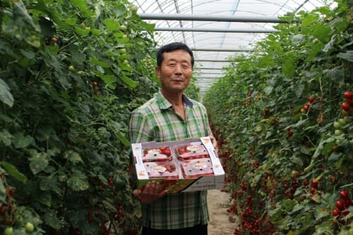 부여 세도농가, 세레늄 10배 많은 방울토마토 생산