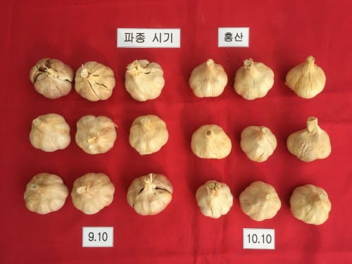 마늘 ‘홍산’, 조기파종으로 다수확하세요