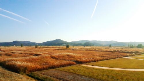 바람에 넘실대는 부여 물억새 은빛 물결 속으로