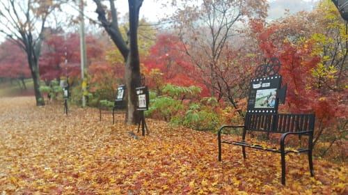 임천면, 성흥산 사랑나무 드라마길 조성