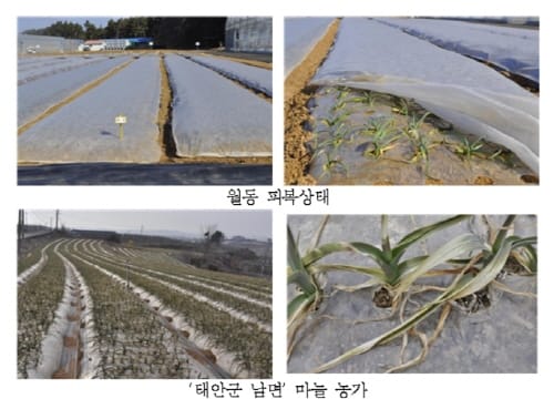 마늘 월동 후 초기관리가 수확량 좌우